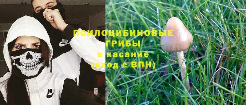 OMG вход  Покачи  Псилоцибиновые грибы Cubensis 